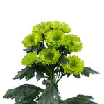 chrysanthemum-empatia-forest