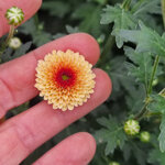 chrysanthemum-calimero-apricot
