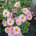 chrysanthemum-vagabond-prince
