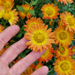 chrysanthemum-dernier-soleil