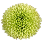 chrysanthemum-calimero-minty