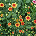 chrysanthemum-calimero-apricot