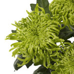 chrysanthemum-clemente