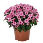 chrysanthemum-smarty-pink