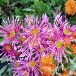 chrysanthemum-di-angelo