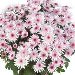 chrysanthemum-splash-sweet