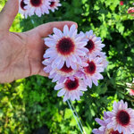 chrysanthemum-stresa