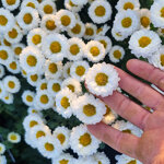 chrysanthemum-camilla