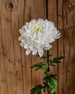 chrysanthemum-pasion-blizard