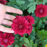 chrysanthemum-herbst-rubin