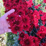 chrysanthemum-chianti