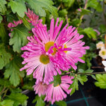 chrysanthemum-00723