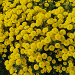 chrysanthemum-calimero-sunny