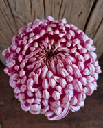 chrysanthemum-vienna-pink