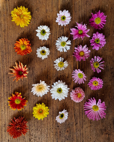 seeds.jpeg