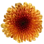 chrysanthemum-calimero-sunrise