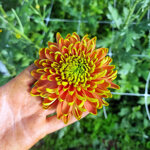 chrysanthemum-rossano-elizabeth