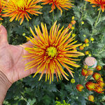 chrysanthemum-saffina