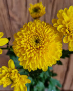chrysanthemum-luster