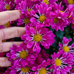 chrysanthemum-vegas-violet