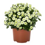 chrysanthemum-smarty-white