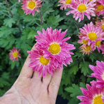 chrysanthemum-oury