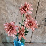 chrysanthemum-baltica-salmon