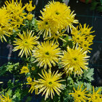 chrysanthemum-chrystal-lemon