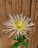chrysanthemum-spider-white