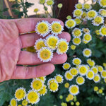 chrysanthemum-stallion