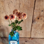 chrysanthemum-doria-salmon