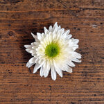 chrysanthemum-licorne-blanche