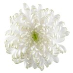 chrysanthemum-cosmo-fresh-lime