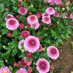chrysanthemum-doria-pink