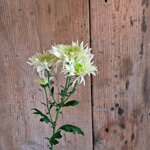chrysanthemum-baltica-lime