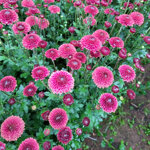 chrysanthemum-doria-cherry