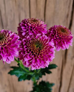 chrysanthemum-jeanny-pink