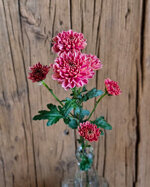 chrysanthemum-ellison-salmon
