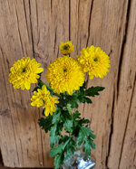 chrysanthemum-luster