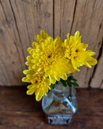chrysanthemum-bonita-sunny