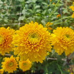 chrysanthemum-willem-sunny