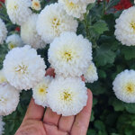 chrysanthemum-white-bouquet