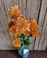 chrysanthemum-bonita-orange