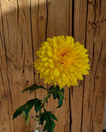 chrysanthemum-yeti-yellow