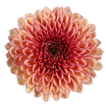 chrysanthemum-calimero-salmon