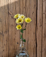 chrysanthemum-rossi-cream