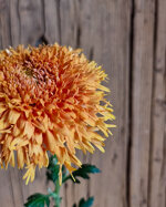 chrysanthemum-etrusko-orange