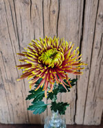 chrysanthemum-baltazar-candle