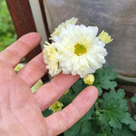 chrysanthemum-poesie