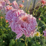 chrysanthemum-oiseau-du-paradis